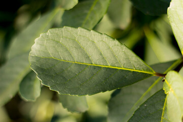 Yerba mate production in southern Brazil (erva-mate de chimarrão)