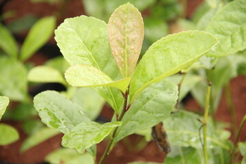 Yerba mate production in southern Brazil (erva-mate de chimarrão)