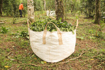 Yerba mate production in southern Brazil (erva-mate de chimarrão)