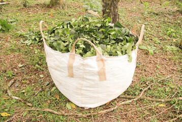 Yerba mate production in southern Brazil (erva-mate de chimarrão)