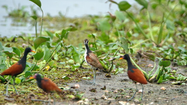 Wattled jacanas (Jacana jacana) wading in the La Segua Wetlands near Chone, Ecuador