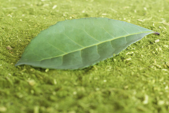 Herb Background For Mate And Yerba Mate Leaves