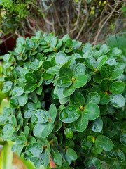 plants in the garden