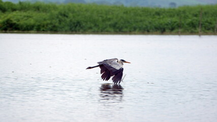 Cocoi heron (Ardea cocoi) in flight in the La Segua Wetlands near Chone, Ecuador