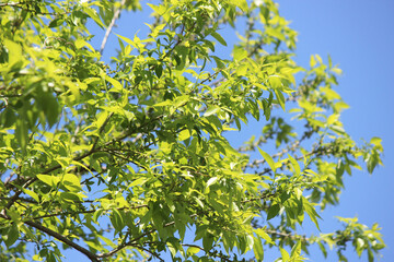 Fototapeta na wymiar New green leaves (fresh verdure)