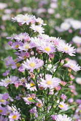 Bright pink Aster Amellus on a sunny day in vertical composition.