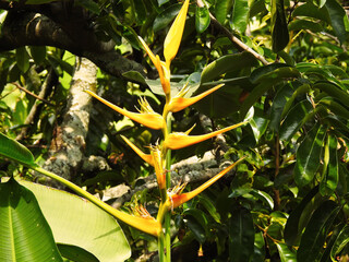 Flor amarilla , pinza de langosta expandida