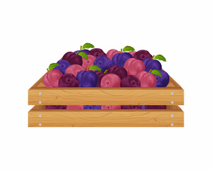 Plums. Ripe plums in a wooden box. A box with plums. Fresh fruit from the garden. Vegetarian product. Vector illustration isolated on a white background
