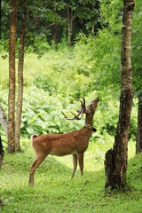 Brow-antlered Deer, Thamin (Rucervus eldii thamin) have dark hair color The tip of the mountain has fewer branches. and most of them do not have branches extending up around the body.