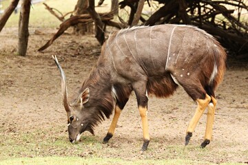 Nyala, Big round eyes, brown hair, white markings on the face, long horn.