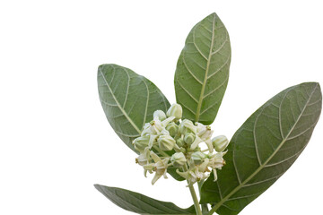 White Crown flowers or Calotropis Giantea bloom in the garden isolated on white background included clipping path.