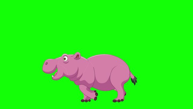 Cartoon hippo walking animation on the green screen background