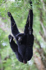 Siamang (Symphalangus syndactylus) There is a gray-pink bag on the neck. which will bulge out as...