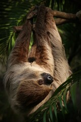 Two-toed Sloth (Choloepus didactylus) All four arms and legs were the same length. two bent nails gray-brown fur © Yhamdee studios 