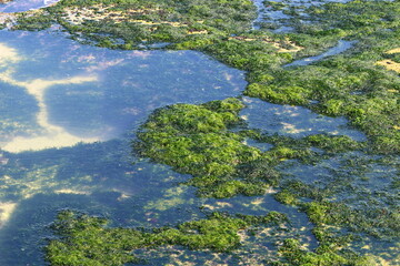 Green algae on the Mediterranean coast