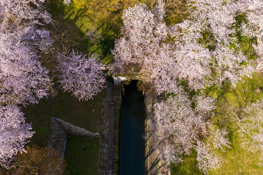 Biwako Canal Aerial View in Spring, Sakura Blooming