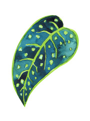 Watercolor leaf of spotted philodendron, tropical leaf isolated on white