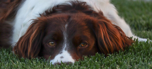 Brittany dog lying on grass and looking at the camera. 