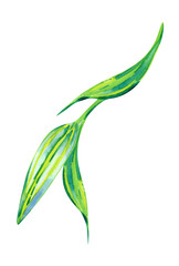 Fresh green lily bud, watercolor botanical illustration isolated on white