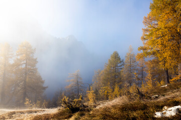 Background of European Alps in Autumn Colours of Larch Trees Shining in Morning Mist - Sleme, Julian Alps Slovenia