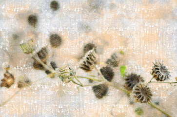 Abutilon theophrasti (velvetleaf, China jute, buttonweed, butterprint, pie-marker, or Indian mallow). Close-up of dried inflorescences of plant with  seeds. Digital watercolor painting. Modern Art