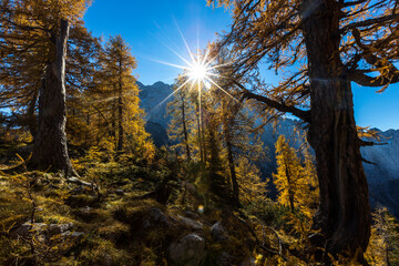 Sunlight trough Autumn Coloured Larch Trees in Julian Alps, Sleme Plateau, Slovenia