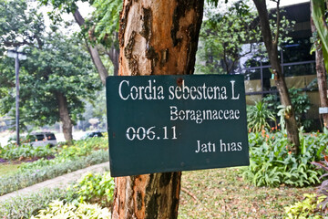 Collection of rare Indonesian tropical forest plants in the arboretum of Manggala wana bakti. 
jati emas/ jati hias (Cordia Sebestena)