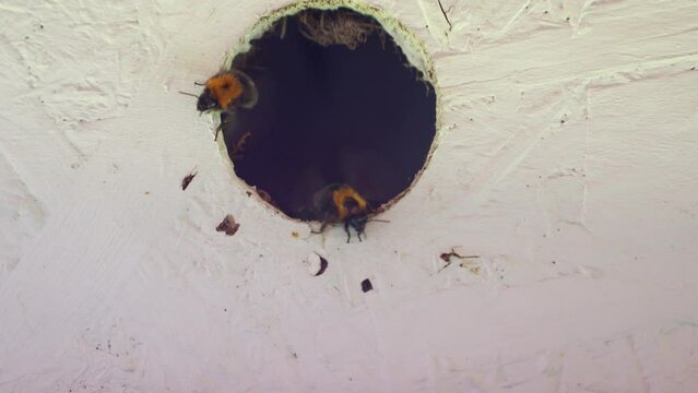 Bumblebee nest in a hole in the wall, close up