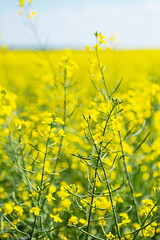 Obraz premium Rapeseed farm field. Flowering canola crop plants, selective focus. Agriculture background.