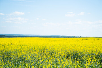 Rapeseed farm field. Flowering canola crop plants, selective focus. Agriculture background.