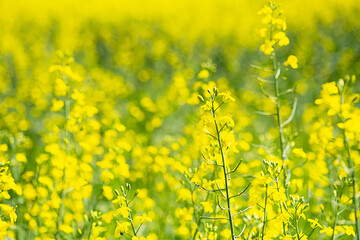Rapeseed at farm field, close up. Flowering canola crop plants, selective focus. Agriculture background.
