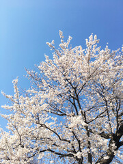 桜の木の風景