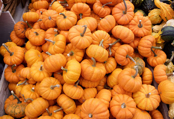 Pumpkins2