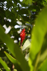 Alpinia purpurata, locally called Hawaian flower. Cultivated in Soconusco, Chiapas. Southern Mexico.