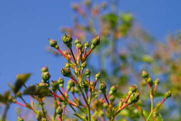 Buds of unopened roses against the blue sky, many rosebuds on the trellis