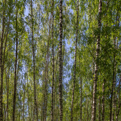 Fototapeta premium Birch forest in the summer in the evening, white tree trunks in the green foliage and the glare of the sun