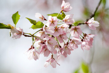Springing into Pink Blossoms