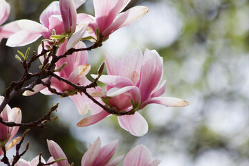 Branches of Magnolia