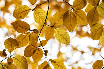 Full Frame Tree Foliage against Bright Sky Background