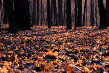  Fantasy autumn in the forest