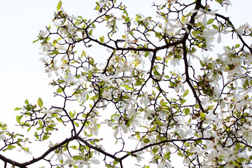 Flower Web of Connection