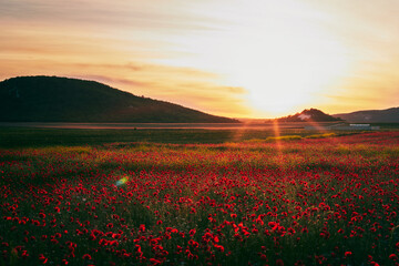 A field of blooming wild poppies in summer in the Crimea at sunset. Front view.