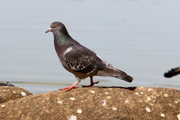 Pigeons in a city park in northern Israel