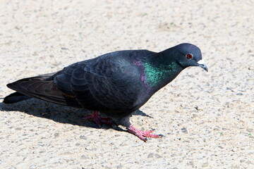 Pigeons in a city park in northern Israel