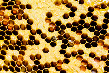 Larva of bees in  honey combs background