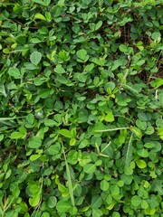 abstract background of green grass leaves