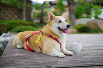 This Welsh Corgi Pembroke is my dog.