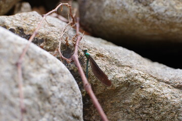 This Welsh Corgi Pembroke is my dog.