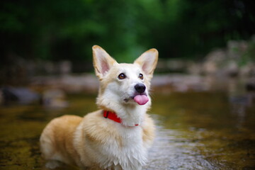 Naklejka na ściany i meble This Welsh Corgi Pembroke is my dog.