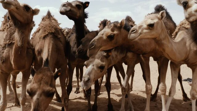 Camels (dromedary) drink water from a well in the Sahara desert, Erg Chigaga, in Morocco. 4k